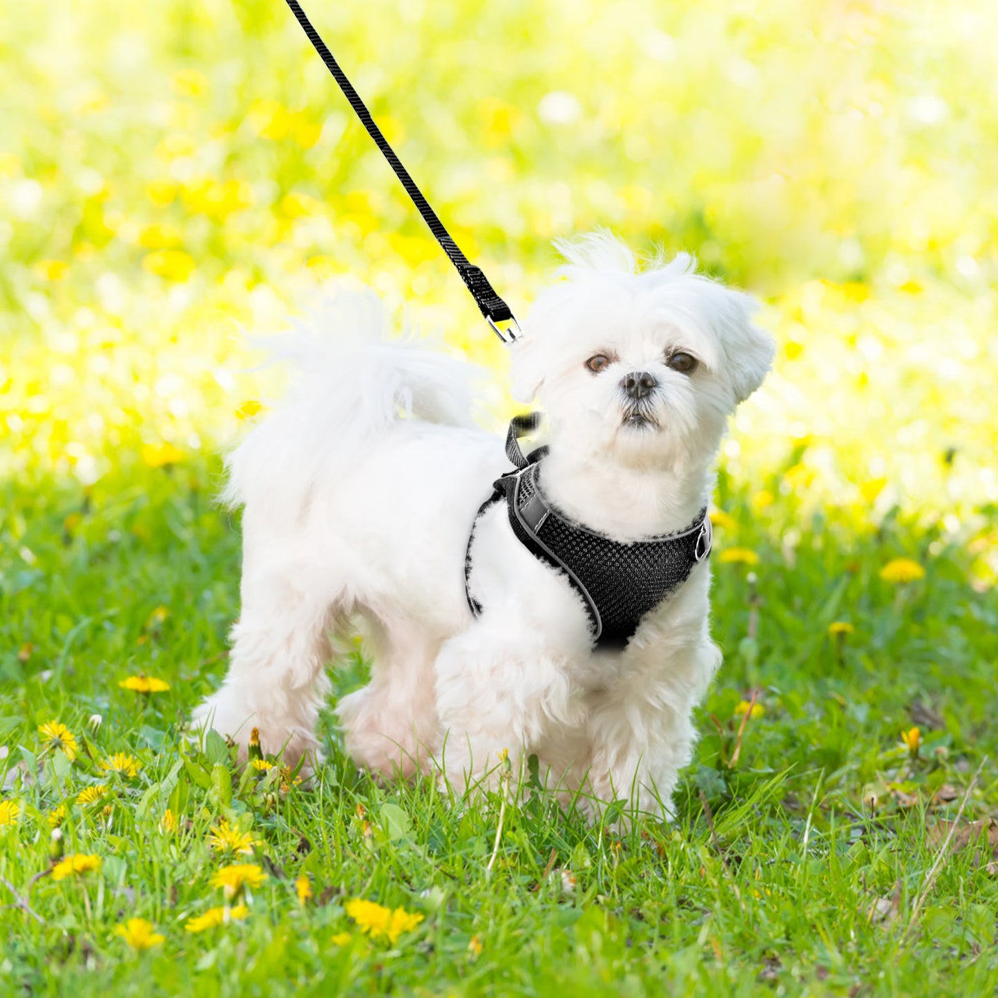 Cat Harness and Leash for Walking, Escape Proof Adjustable Cat Vest Harnesses, Easy Control Breathable Reflective Strips Jacket, Soft Harness for Puppy Small Medium Large Cats, Black(Xs)